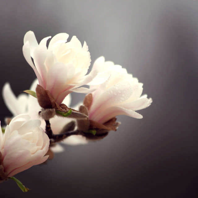 Magnolia stellata