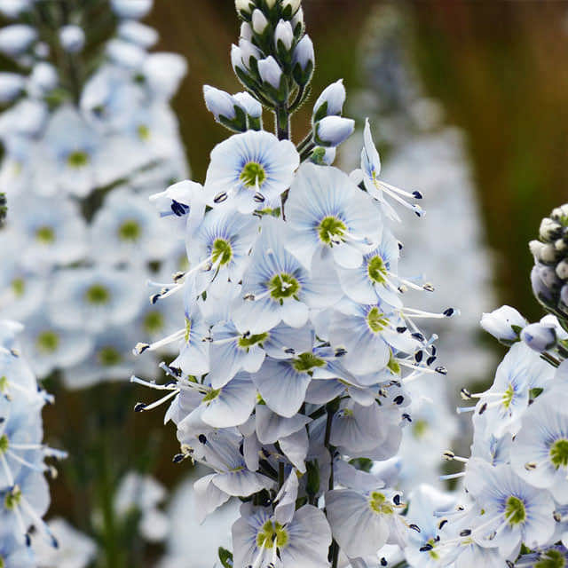 Veronica gentianoides