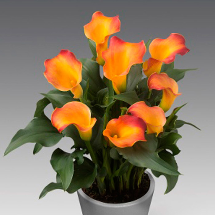 Zantedeschia Captain Lido Drooping Leaves