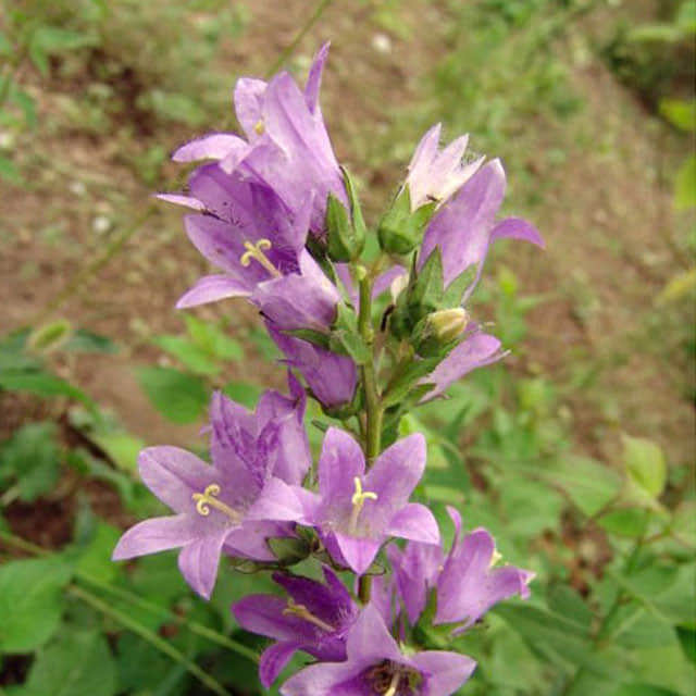 Campanula trachelium