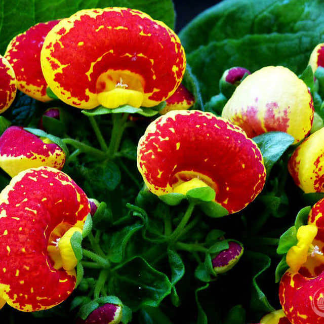 Calceolaria crenatiflora