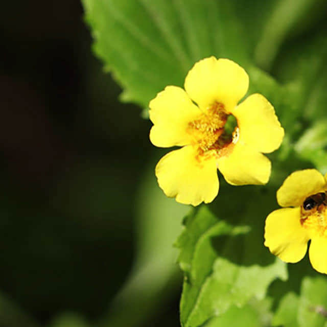 Mimulus guttatus