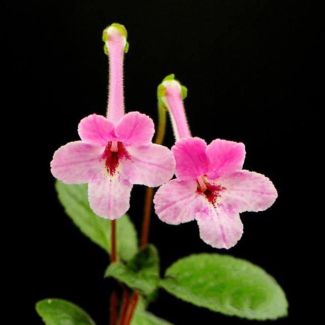 Sinningia pusilla Tiny Black Flies