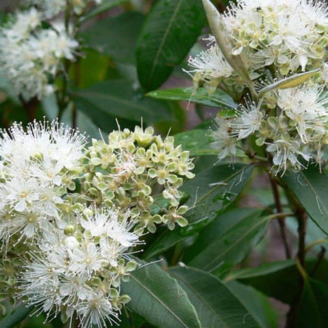 Backhousia citriodora