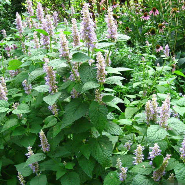 Agastache foeniculum