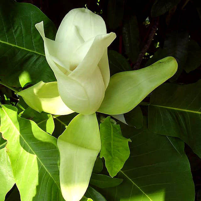 Magnolia macrophylla
