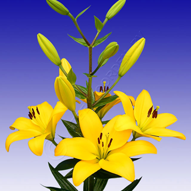 Lilium hybrid Serrada Ragnatele sottili