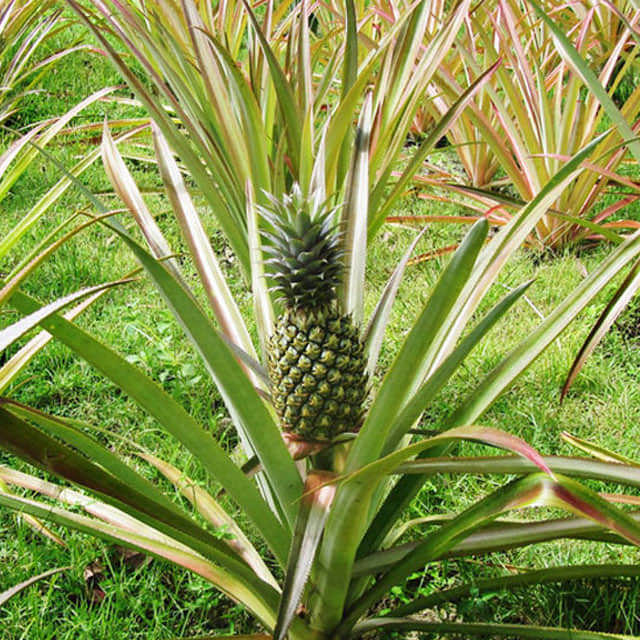 Ananas comosus