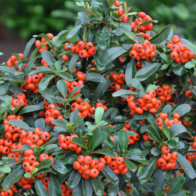 Pyracantha fortuneana