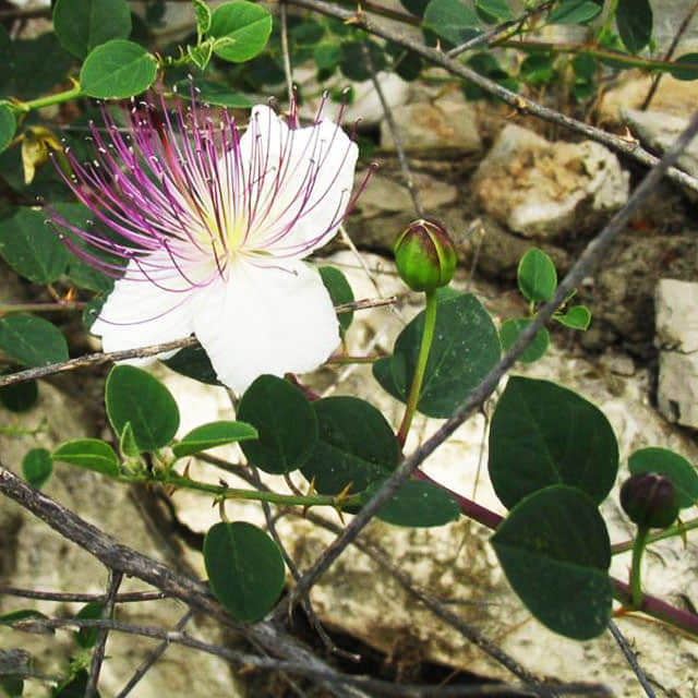 Capparis spinosa