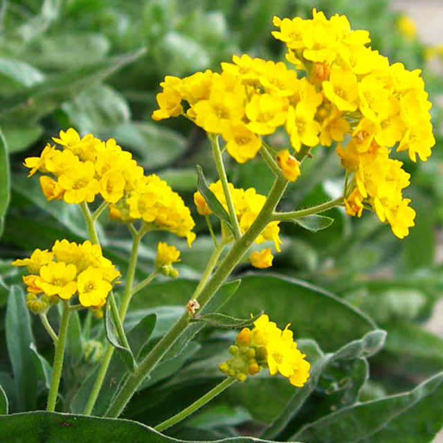 Alyssum saxatile