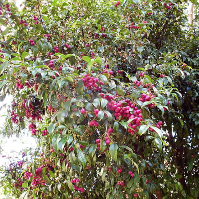 Syzygium paniculatum