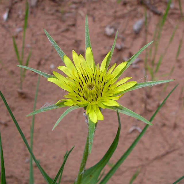 Tragopogon pratensis