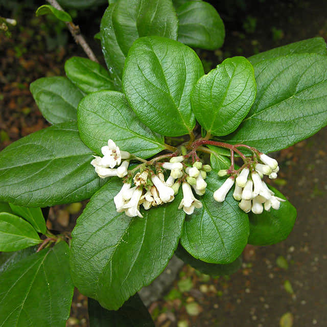 Viburnum suspensum