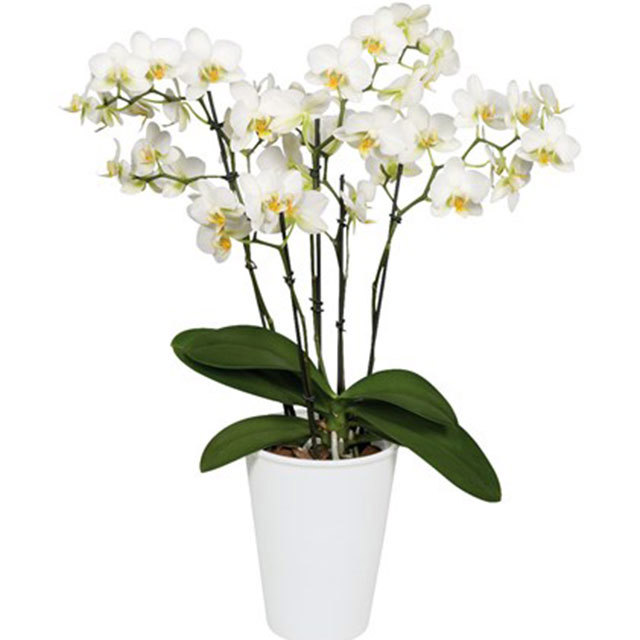 Phalaenopsis Lausanne