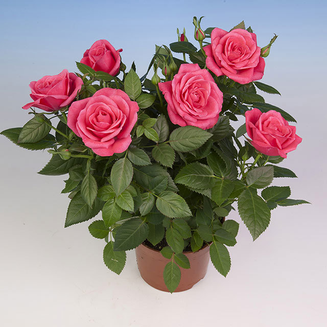 Mini Rose Bling Love Star Fine Webbing