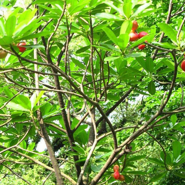 Vauquelinia californica