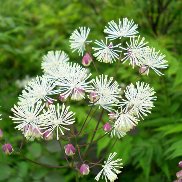 Thalictrum