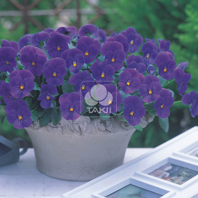 Viola cornuta Four Seasons F1 Blue