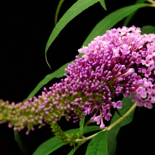 Buddleja davidii