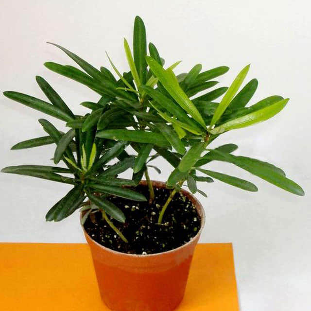 Podocarpus macrophyllus