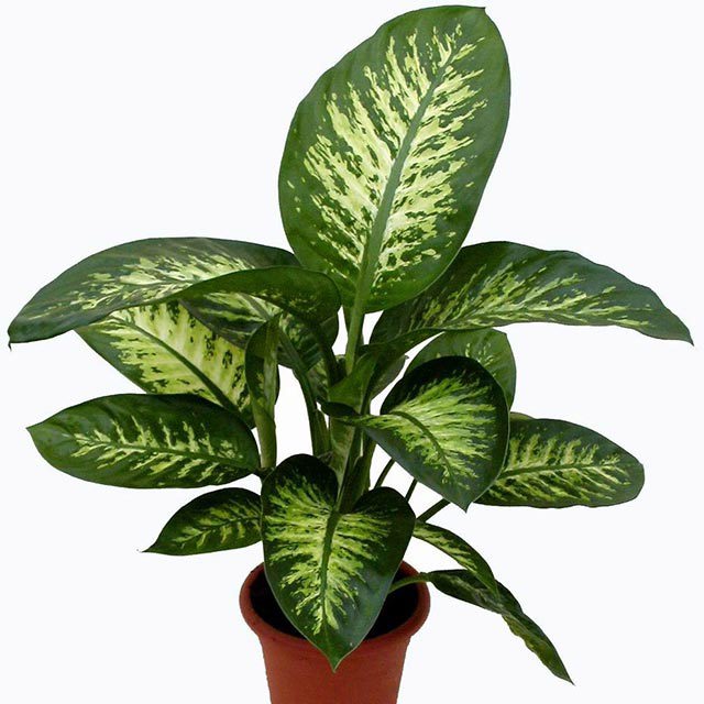 Dieffenbachia maculata