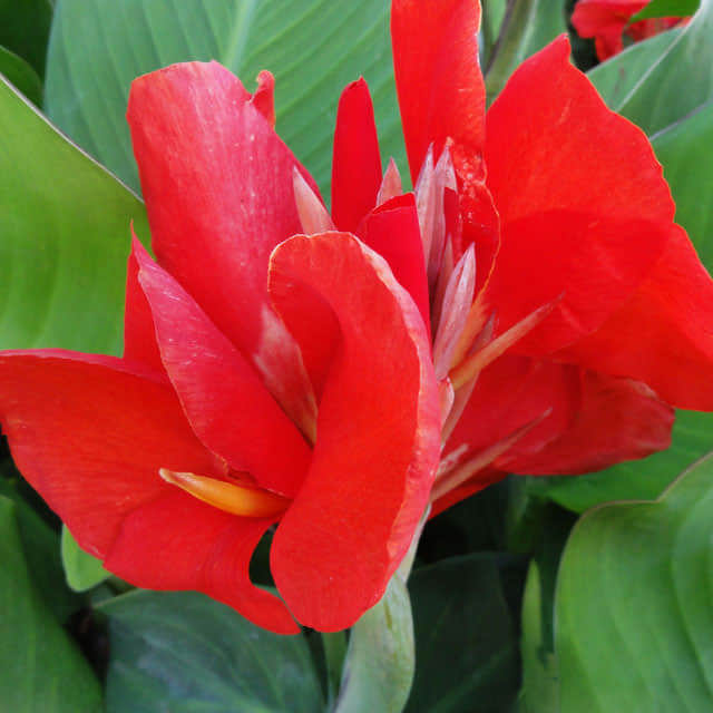 Canna indica