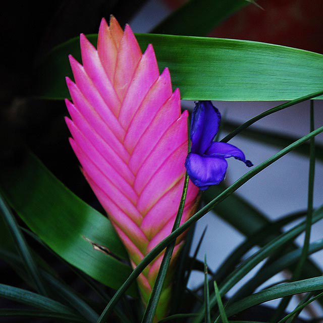 Tillandsia cyanea