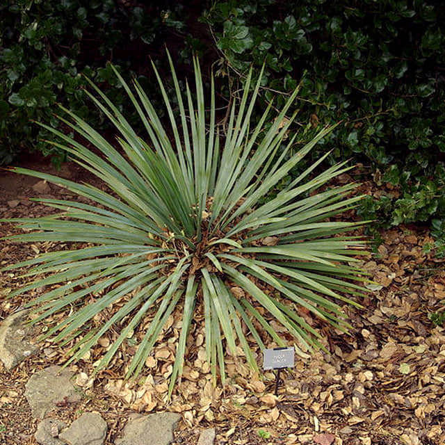 Yucca glauca (Glaucous Variety) Yellow Leaves