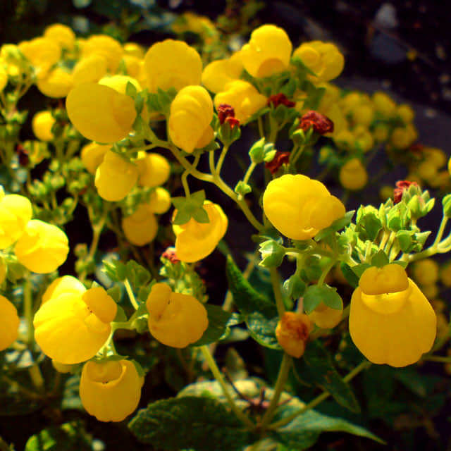 Calceolaria serrata