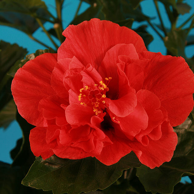 Hibiscus rosa-sinensis Cheerleader Red Double Sticky Leaves