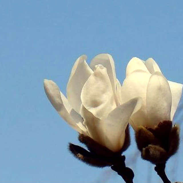 Magnolia x loebneri
