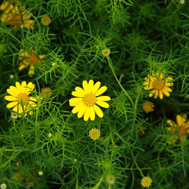 Thymophylla tenuiloba