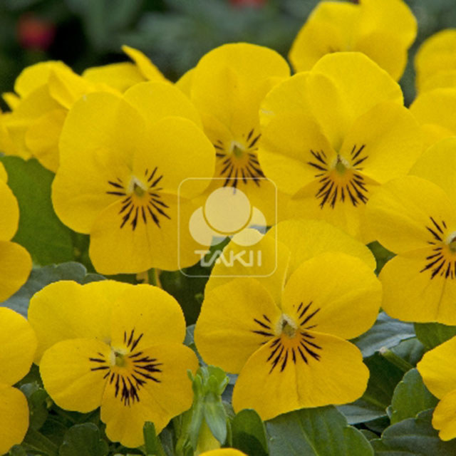 Viola cornuta Yellow Surprise Fine Webbing