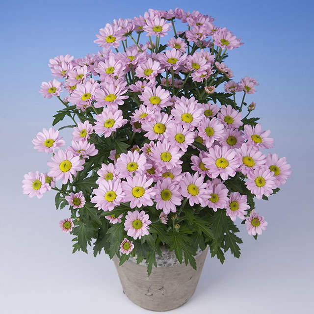 Chrysanthemum Pico Sancho Fine Webbing
