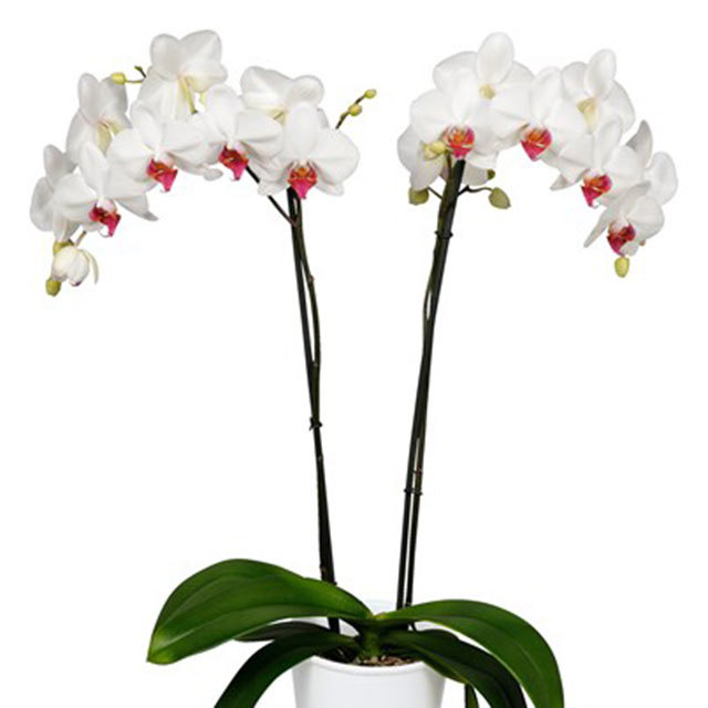 Phalaenopsis Dawson