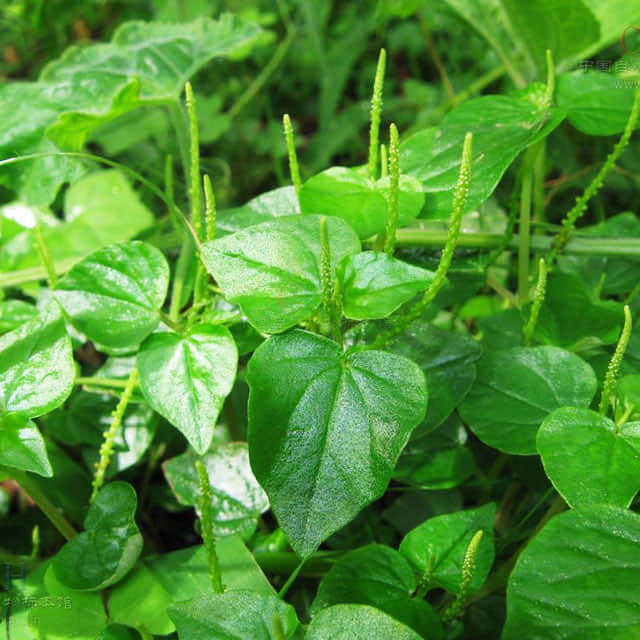 Peperomia pellucida