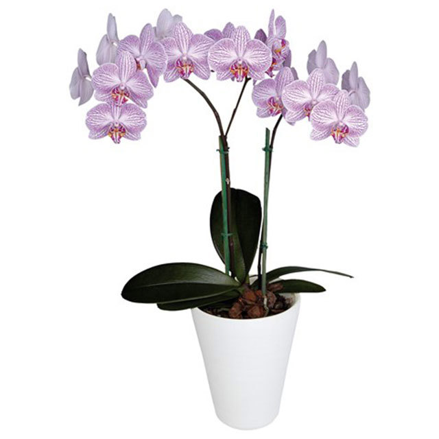 Phalaenopsis Kiev