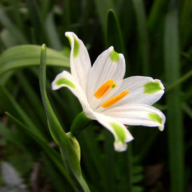 Leucojum aestivum