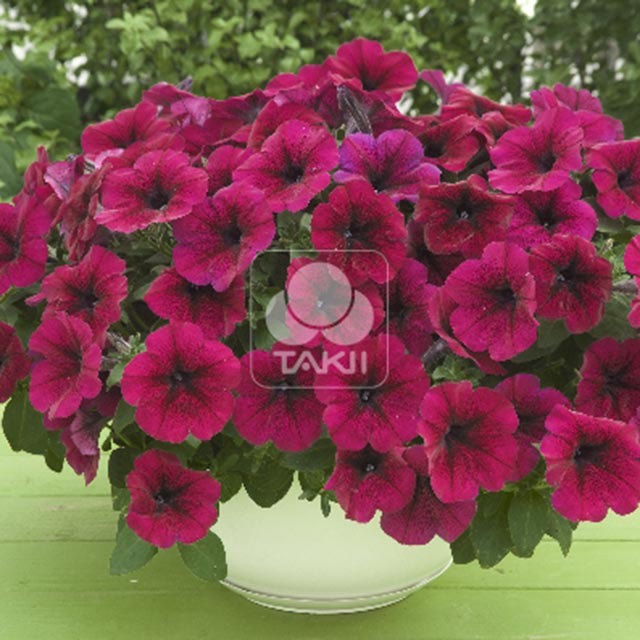 Petunia Trilogy F1 Deep Purple Leggy Stems