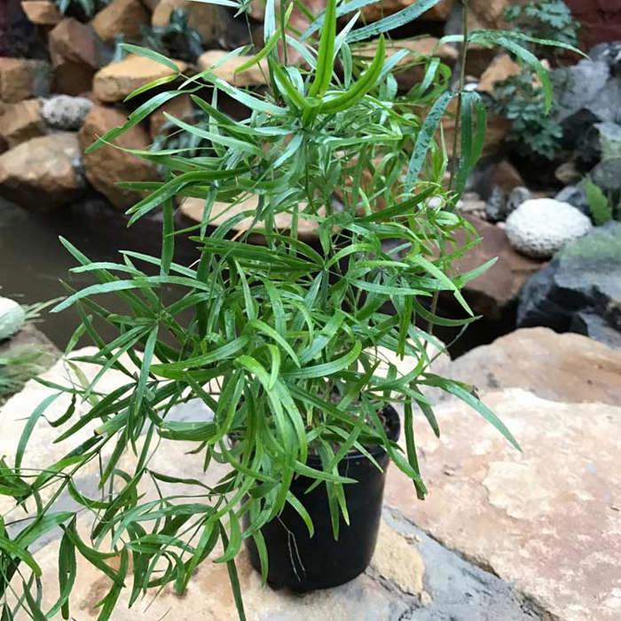 Asparagus falcatus