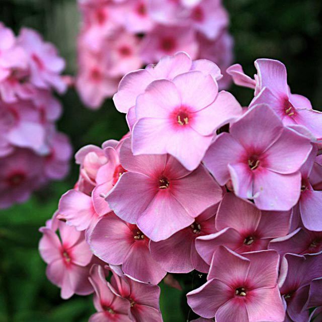 Phlox drummondii