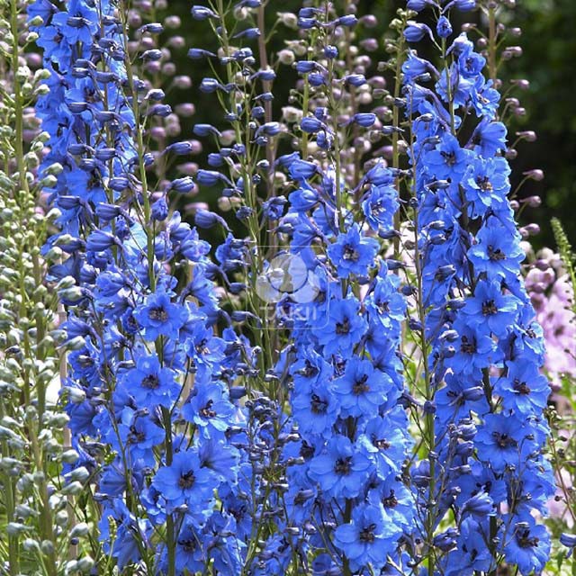 Delphinium Centurion F1 Gentian Blue