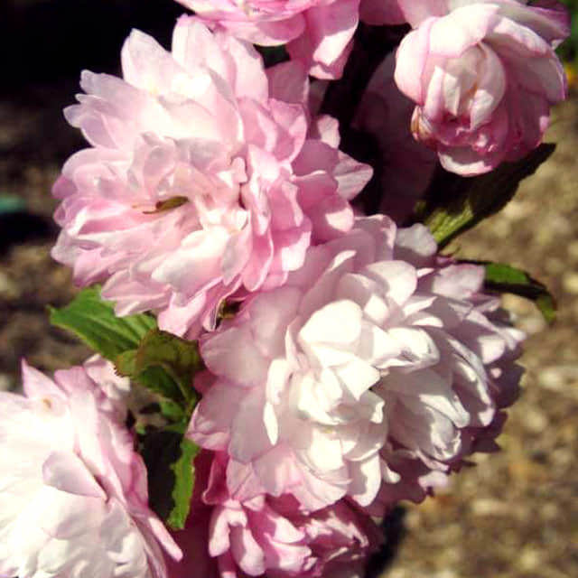 Prunus glandulosa