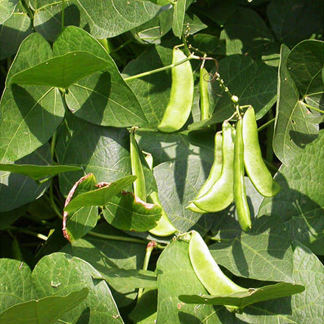 Phaseolus lunatus Buttergreen Bush Sticky Leaves