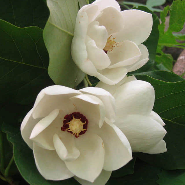 Magnolia Hybrid