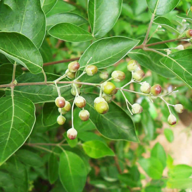 Vitex trifolia