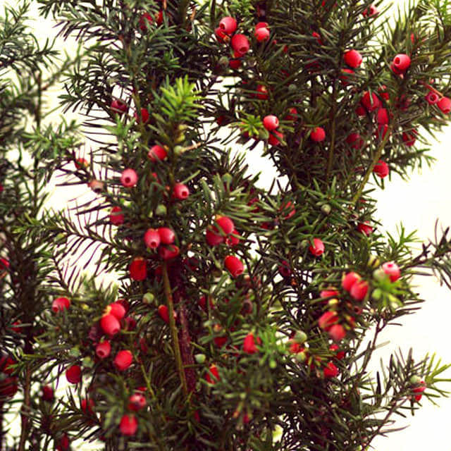 Taxus x media
