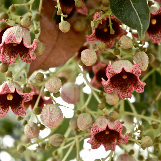 Caesalpinia cacalaco