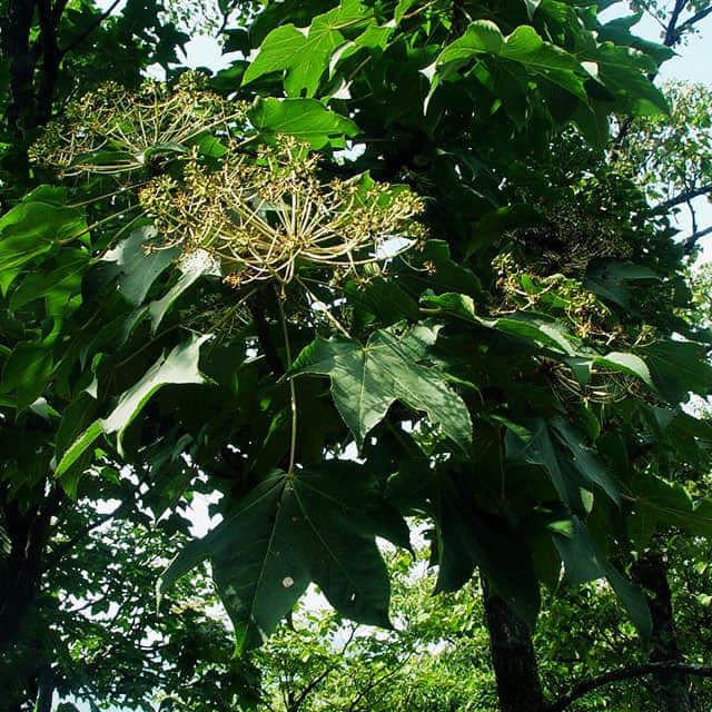 Kalopanax septemlobus